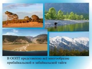 В ООПТ представлено всё многообразие
прибайкальской и забайкальской тайги