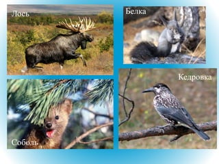 Соболь
Лось
Кедровка
Белка