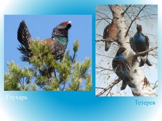Глухарь
Тетерев