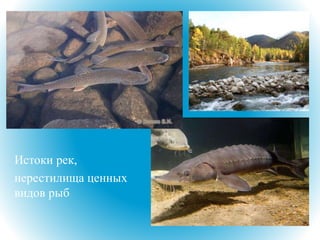 Истоки рек,
нерестилища ценных
видов рыб