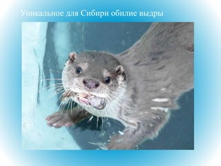 Уникальное для Сибири обилие выдры