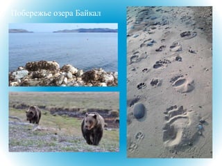 Побережье озера Байкал