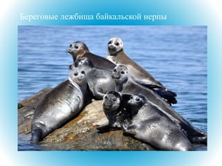 Береговые лежбища байкальской нерпы