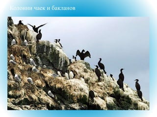 Колонии чаек и бакланов