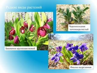 Редкие виды растений
Фиалка надрезанная
Башмачок крупноцветковый
Черепоплодник
почтишерстистый