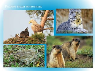 Редкие виды животных