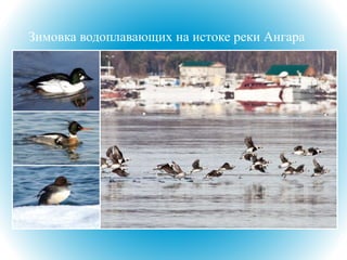 Зимовка водоплавающих на истоке реки Ангара