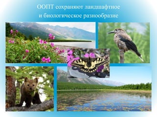 ООПТ сохраняют ландшафтное
и биологическое разнообразие