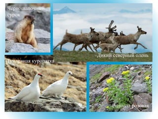 Родиола розовая
Тундряная куропатка
Дикий северный олень
Черношапочный
сурок