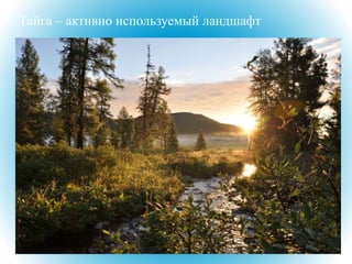 Тайга – активно используемый ландшафт