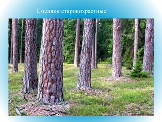 Сосняки старовозрастные