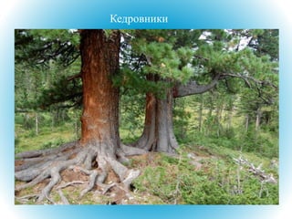 Кедровники