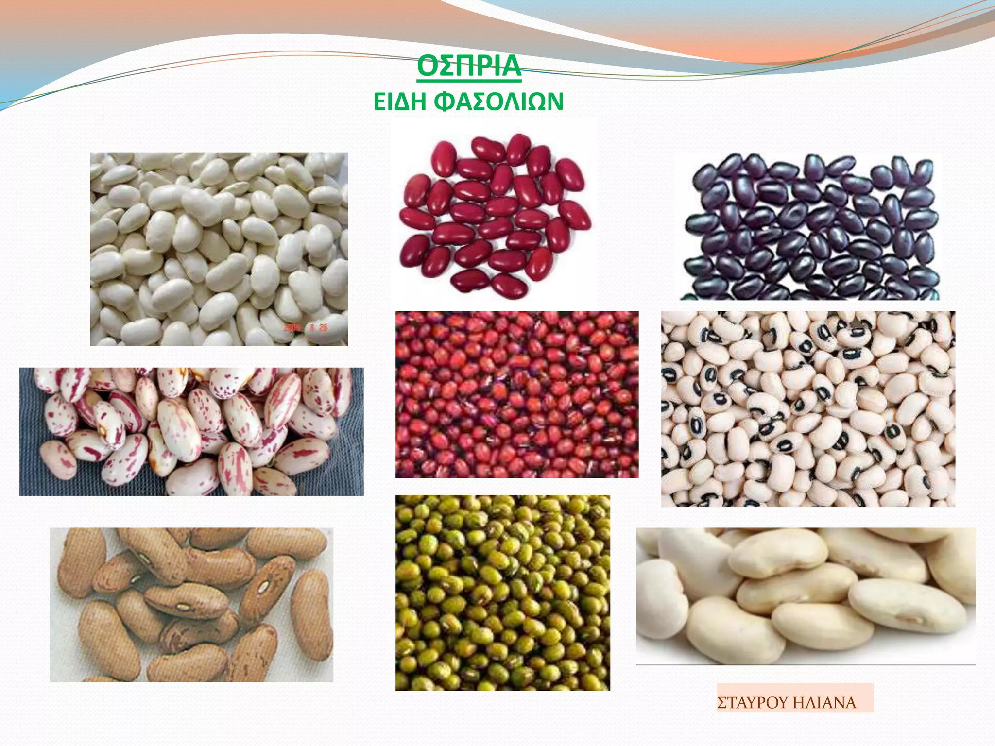 ΟΣΠΡΙΑ
ΕΙΔΗ ΦΑΣΟΛΙΩΝ
ΣΤΑΥΡΟΥ ΗΛΙΑΝΑ
 