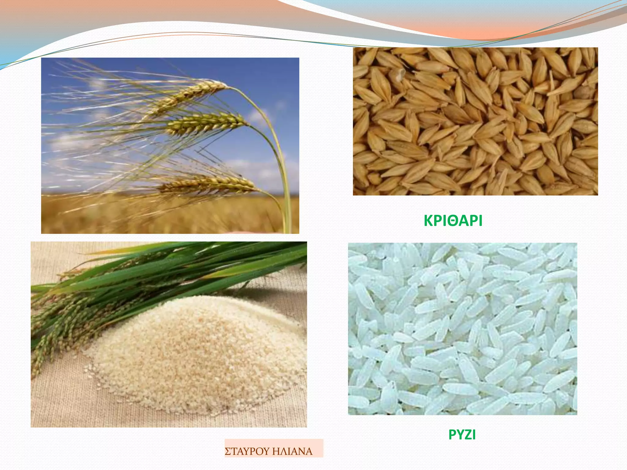 ΚΡΙΘΑΡΙ
ΡΥΖΙ
ΣΤΑΥΡΟΥ ΗΛΙΑΝΑ
 