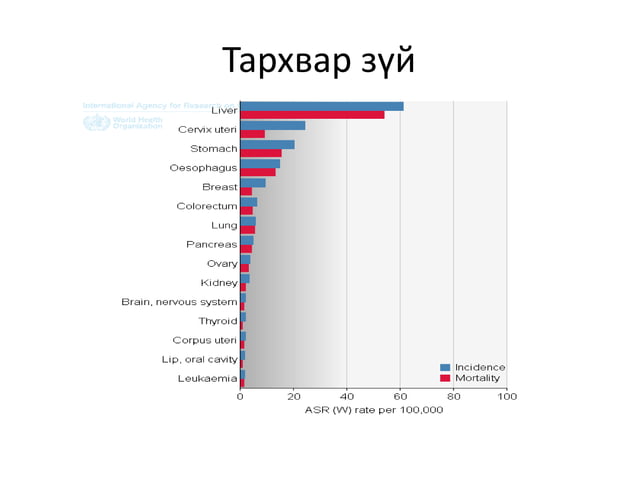 нойр булчирхайн хорт хавдар | PPT