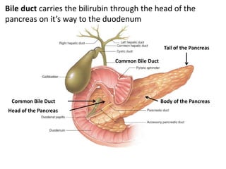 Common Bile Duct
Common Bile Duct Body of the Pancreas
Tail of the Pancreas
Head of the Pancreas
Bile duct carries the bilirubin through the head of the
pancreas on it’s way to the duodenum
 
