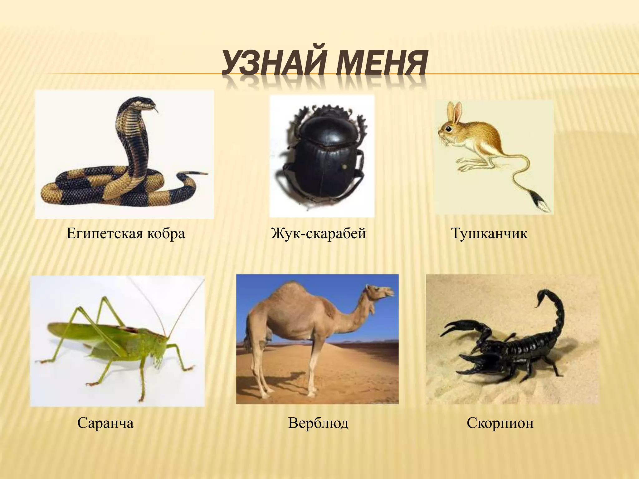 УЗНАЙ МЕНЯ
Египетская кобра Жук-скарабей Тушканчик
Саранча Верблюд Скорпион
 