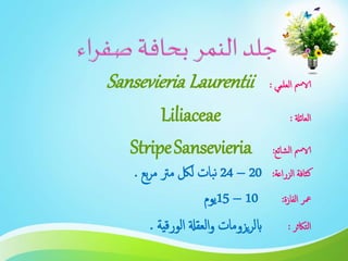 ‫العلمي‬ ‫الامس‬:Sansevieria Laurentii
‫العائةل‬:Liliaceae
‫الشائع‬ ‫الامس‬:StripeSansevieria
‫الزراعة‬ ‫كثافة‬:20–24‫بع‬‫ر‬‫م‬ ‫مرت‬ ‫للك‬ ‫بات‬‫ن‬.
‫الفازة‬ ‫معر‬:10–15‫يوم‬
‫التاكثر‬:‫الورقية‬ ‫العقةل‬‫و‬ ‫يزومات‬‫ر‬‫ابل‬.
 