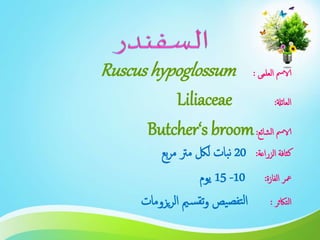 ‫العلمى‬ ‫الامس‬:Ruscus hypoglossum
‫العائةل‬:Liliaceae
‫الشائع‬ ‫الامس‬:Butcher‘s broom
‫الزراعة‬ ‫كثافة‬:20‫بع‬‫ر‬‫م‬ ‫مرت‬ ‫للك‬ ‫بات‬‫ن‬
‫الفازة‬ ‫معر‬:10-15‫يوم‬
‫التاكثر‬:‫يزومات‬‫ر‬‫ال‬ ‫مي‬‫س‬‫تق‬‫و‬ ‫يص‬‫تفص‬‫ل‬‫ا‬
 