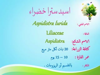 ‫العلمي‬ ‫الامس‬:Aspidistra lurida
‫العائةل‬:Liliaceae
‫شائع‬‫ل‬‫ا‬ ‫الامس‬:Aspidistra
‫الزراعة‬ ‫ثافة‬‫ك‬:20‫بع‬‫ر‬‫م‬ ‫مرت‬ ‫للك‬ ‫بات‬‫ن‬
‫معر‬‫الفازة‬:10–15‫يوم‬
‫التاكثر‬:‫يزومات‬‫ر‬‫ال‬ ‫و‬‫أ‬ ‫مي‬‫س‬‫تق‬‫ل‬‫اب‬.
 