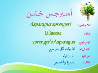 ‫العلمي‬ ‫الامس‬:Asparagussprengeri
‫العائةل‬:Liliaceae
‫الشائع‬ ‫الامس‬:sprenger's Asparagus
‫الزراعة‬ ‫كثافة‬:20‫بع‬‫ر‬‫م‬ ‫مرت‬ ‫للك‬ ‫بات‬‫ن‬
‫الفازة‬ ‫معر‬:2-3‫ايم‬‫أ‬
‫التاكثر‬:‫يص‬‫تفص‬‫ل‬‫ا‬‫و‬ ‫بذرة‬‫ل‬‫اب‬.
 