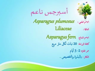 ‫العلمي‬ ‫الامس‬:Asparagus plumosus
‫العائةل‬:Liliaceae
‫الشائع‬ ‫الامس‬:Asparagus fern
‫الزراعة‬ ‫كثافة‬:20‫بع‬‫ر‬‫م‬ ‫مرت‬ ‫للك‬ ‫بات‬‫ن‬
‫الفازة‬ ‫معر‬:2-3‫ايم‬‫أ‬
‫التاكثر‬:‫يص‬‫تفص‬‫ل‬‫ا‬‫و‬ ‫بذرة‬‫ل‬‫اب‬.
 