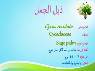 ‫العلمي‬ ‫الامس‬:Cycas revoluta
‫العائةل‬:Cycadaceae
‫الشائع‬ ‫الامس‬:Sagopalm
‫الزراعة‬ ‫كثافة‬:‫بع‬‫ر‬‫م‬ ‫مرت‬ ‫للك‬ ‫احد‬‫و‬ ‫بات‬‫ن‬.
‫الفازة‬ ‫معر‬:7–14‫يوم‬
‫التاكثر‬:‫اخللفات‬‫و‬ ‫بذرة‬‫ل‬‫اب‬.
 