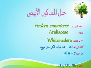 ‫العلمى‬ ‫الامس‬:Hedera canariensi
‫العائةل‬:Araliaceae
‫الشائع‬ ‫الامس‬:hederaWhite
‫الزراعة‬ ‫كثافة‬:20–24‫بع‬‫ر‬‫م‬ ‫مرت‬ ‫للك‬ ‫بات‬‫ن‬.
‫الفازة‬ ‫معر‬:7–9‫ايم‬‫أ‬
‫التاكثر‬:‫قيد‬‫ر‬‫ت‬‫و‬ ‫ساقية‬ ‫عقةل‬.
 