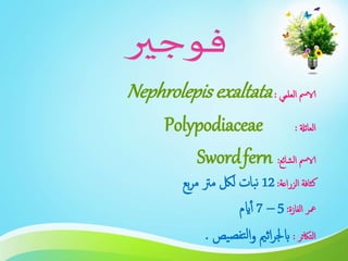 ‫الا‬‫العلمي‬ ‫مس‬:Nephrolepis exaltata
‫العائةل‬:Polypodiaceae
‫الشائع‬ ‫الامس‬:Swordfern
‫الزراعة‬ ‫كثافة‬:12‫بع‬‫ر‬‫م‬ ‫مرت‬ ‫للك‬ ‫بات‬‫ن‬
‫الفازة‬ ‫معر‬:5–7‫ايم‬‫أ‬
‫التاكثر‬:‫يص‬‫تفص‬‫ل‬‫ا‬‫و‬ ‫اثمي‬‫ر‬‫ابجل‬.
 