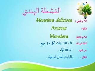 ‫العلمي‬ ‫الامس‬:Monstera deliciosa
‫العائةل‬:Araceae
‫الشائع‬ ‫الامس‬:Monstera
‫الزراعة‬ ‫كثافة‬:8-10‫بع‬‫ر‬‫م‬ ‫مرت‬ ‫للك‬ ‫بات‬‫ن‬.
‫معر‬‫الفازة‬:7-10‫ايم‬‫أ‬.
‫التاكثر‬:‫بذرة‬‫ل‬‫اب‬‫ساقية‬‫ل‬‫ا‬ ‫العقل‬‫و‬.
 