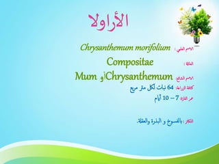‫الا‬‫العلمي‬ ‫مس‬:Chrysanthemummorifolium
‫العائةل‬:Compositae
‫الشائع‬ ‫الامس‬:Chrysanthemum‫و‬‫أ‬Mum
‫الزراعة‬ ‫كثافة‬:64‫بع‬‫ر‬‫م‬ ‫مرت‬ ‫للك‬ ‫نبات‬
‫الفازة‬ ‫معر‬:7–10‫ايم‬‫أ‬
‫التاكثر‬:‫و‬ ‫ابلفسوخ‬‫العقةل‬‫و‬ ‫البذرة‬.
 