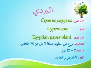 ‫العلمي‬ ‫الامس‬:Cyperus papyrus
‫العائةل‬:Cyperaceae
‫الشائع‬ ‫الامس‬:Egyptian paper plant
‫الزراعة‬ ‫كثافة‬:‫عن‬ ‫تقل‬ ‫ال‬ ‫سافة‬‫مب‬ ‫خطوط‬ ‫عىل‬ ‫يزرع‬75:100‫س‬‫م‬
‫الفازة‬ ‫معر‬:7–12‫يوم‬
‫التاكثر‬:‫اخللفات‬‫و‬ ‫يص‬‫تفص‬‫ل‬‫اب‬.
 