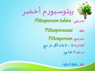 ‫العلمي‬ ‫الامس‬:Pittosporumtobira
‫العائةل‬:Pittosporaceae
‫الشائع‬ ‫الامس‬:Pittosporum
‫الزراعة‬ ‫كثافة‬:3–5‫بع‬‫ر‬‫م‬ ‫مرت‬ ‫للك‬ ‫بات‬‫ن‬
‫الفازة‬ ‫معر‬:7-14‫يوم‬
‫التاكثر‬:‫ساقية‬‫ل‬‫ا‬ ‫ابلعقةل‬.
 