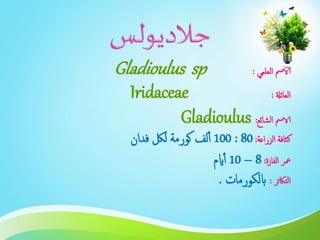 ‫العلمي‬ ‫الامس‬:Gladioulus sp
‫العائةل‬:Iridaceae
‫الشائع‬ ‫الامس‬:Gladioulus
‫الزراعة‬ ‫كثافة‬:80:100‫فدان‬ ‫للك‬ ‫كورمة‬ ‫لف‬‫أ‬
‫الفازة‬ ‫معر‬:8–10‫ايم‬‫أ‬
‫التاكثر‬:‫ابلكورمات‬.
 