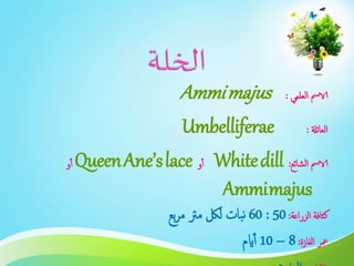 ‫العلمي‬ ‫الامس‬:Ammimajus
‫العائةل‬:Umbelliferae
‫الشائع‬ ‫الامس‬:Whitedill‫و‬‫أ‬QueenAne’slace‫و‬‫أ‬
Ammimajus
‫الزراعة‬ ‫كثافة‬:50:60‫بع‬‫ر‬‫م‬ ‫مرت‬ ‫للك‬ ‫بات‬‫ن‬
‫الفازة‬ ‫معر‬:8–10‫ايم‬‫أ‬
 