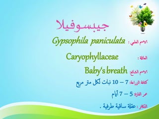 ‫العلمي‬ ‫الامس‬:Gypsophila paniculata
‫العائةل‬:Caryophyllaceae
‫الشائع‬ ‫الامس‬:Baby‘sbreath
‫الزراعة‬ ‫كثافة‬:7–10‫بع‬‫ر‬‫م‬ ‫مرت‬ ‫للك‬ ‫بات‬‫ن‬
‫الفازة‬ ‫معر‬:5–7‫ايم‬‫أ‬
‫التاكثر‬:‫فية‬‫ر‬‫ط‬ ‫ساقية‬ ‫عقةل‬.
 