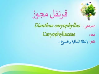 ‫العلمي‬ ‫الامس‬:Dianthus caryophyllus
‫العائةل‬:Caryophyllaceae
‫التاكثر‬:‫سوخ‬‫لف‬‫ا‬‫و‬ ‫ساقية‬‫ل‬‫ا‬ ‫ابلعقةل‬.
 