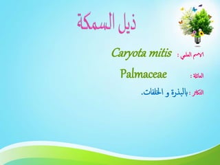‫العلمي‬ ‫الامس‬:Caryota mitis
‫العائةل‬:Palmaceae
‫التاكثر‬:‫اخللفات‬ ‫و‬ ‫بذرة‬‫ل‬‫اب‬.
 