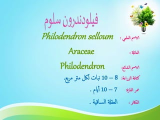 ‫العلمي‬ ‫الامس‬:Philodendron selloum
‫العائةل‬:Araceae
‫الشائع‬ ‫الامس‬:Philodendron
‫الزراعة‬ ‫كثافة‬:8–10‫بع‬‫ر‬‫م‬ ‫مرت‬ ‫للك‬ ‫بات‬‫ن‬.
‫الفازة‬ ‫معر‬:7–10‫ايم‬‫أ‬.
‫التاكثر‬:‫العقةل‬‫ساقية‬‫ل‬‫ا‬.
 