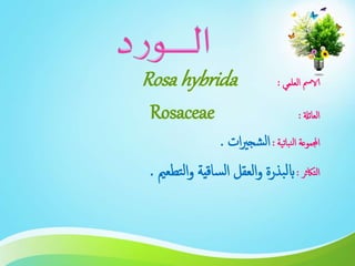 ‫العلمي‬ ‫الامس‬:Rosa hybrida
‫العائةل‬:Rosaceae
‫نباتية‬‫ل‬‫ا‬ ‫اجملموعة‬:‫ات‬‫ري‬‫شج‬‫ل‬‫ا‬.
‫التاكثر‬:‫تطعمي‬‫ل‬‫ا‬‫و‬ ‫ساقية‬‫ل‬‫ا‬ ‫العقل‬‫و‬ ‫بذرة‬‫ل‬‫اب‬.
 
