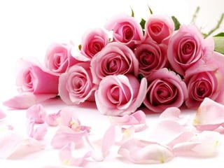 نباتات الزينة التصديرية - الفرقة الثالثة