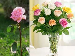 نباتات الزينة التصديرية - الفرقة الثالثة