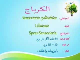 ‫العلمي‬ ‫الامس‬:Sansevieria cylindrica
‫العائةل‬:Liliaceae
‫الشائع‬ ‫الامس‬:SpearSansevieria
‫الزراعة‬ ‫كثافة‬:34‫بع‬‫ر‬‫م‬ ‫مرت‬ ‫للك‬ ‫بات‬‫ن‬
‫الفازة‬ ‫معر‬:10–15‫يوم‬.
‫التاكثر‬:‫اخللفات‬‫و‬ ‫يزومات‬‫ر‬‫ابل‬.
 