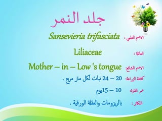‫العلمي‬ ‫الامس‬:Sansevieria trifasciata
‫العائةل‬:Liliaceae
‫الشائع‬ ‫الامس‬:Mother – in – Low 's tongue
‫الزراعة‬ ‫كثافة‬:20–24‫بع‬‫ر‬‫م‬ ‫مرت‬ ‫للك‬ ‫بات‬‫ن‬.
‫الفازة‬ ‫معر‬:10–15‫يوم‬
‫التاكثر‬:‫الورقية‬ ‫العقةل‬‫و‬ ‫يزومات‬‫ر‬‫ابل‬.
 