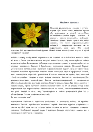 Первоцвіти | PDF