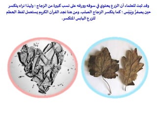 ‫نراه‬ ‫ولهذا‬ ‫؛‬‫الزجاج‬ ‫من‬‫كبيرة‬ ‫نسب‬ ‫على‬ ‫قه‬‫ر‬‫و‬‫و‬‫سوقه‬ ‫في‬‫ي‬‫يحتو‬ ‫ع‬‫ر‬‫الز‬ ‫أن‬‫للعلماء‬ ‫ثبت‬ ‫وقد‬‫يتكسر‬
‫الصلب‬‫الزجاج‬ ‫يتكسر‬ ‫كما‬ ‫؛‬ ‫س‬َ‫ب‬ْ‫ي‬َ‫وي‬ ُّ‫يصفر‬‫حين‬.‫يست‬‫الكريم‬‫القرآن‬ ‫نجد‬ ‫هنا‬ ‫ومن‬‫لفظ‬‫عمل‬‫الحطم‬
‫املتكسر‬ ‫اليابس‬ ‫ع‬‫ر‬‫للز‬.
 