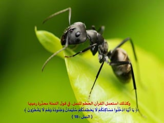‫الحطم‬‫القرآن‬‫استعمل‬ ‫وكذلك‬‫عيتها‬‫ر‬‫ة‬‫ر‬ ِ‫محذ‬ ‫النملة‬ ‫ل‬‫قو‬ ‫في‬،‫للنمل‬
:َ‫و‬
ُ
‫ان‬ َ‫م‬ْ‫ي‬
َ
‫ل‬ ُ‫س‬ ْ‫م‬
ُ
‫ك‬
َّ
‫ن‬ َ‫م‬ ِ‫ط‬ ْ‫ح‬َ‫ي‬
َ
‫َل‬ ْ‫م‬
ُ
‫ك‬
َ
‫ن‬ ِ‫اك‬ َ‫س‬ َ‫م‬‫وا‬
ُ
‫ل‬
ُ
‫خ‬ْ‫اد‬‫ا‬َ‫ه‬ُّ‫ي‬
َ
‫أ‬‫ا‬َ‫ي‬ ﴿﴾
َ
‫ن‬‫و‬ُ‫ر‬ُ‫ع‬
ْ
‫ش‬َ‫ي‬
َ
‫َل‬ ْ‫م‬ ُ‫ه‬َ‫و‬ ُ‫ه‬ُ‫ود‬
ُ
‫ن‬ ُ‫ج‬
(‫النمل‬:18)
 