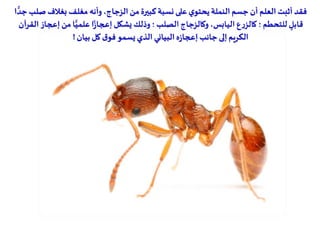 ‫ص‬ ‫بغالف‬ ‫مغلف‬ ‫وأنه‬،‫الزجاج‬ ‫من‬ ‫كبيرة‬ ‫نسبة‬ ‫على‬‫ي‬‫يحتو‬‫النملة‬ ‫جسم‬ ‫أن‬ ‫العلم‬ ‫أثبت‬‫فقد‬‫ا‬ ًّ‫جد‬ ‫لب‬
‫إع‬ ‫من‬‫ا‬ًّ‫علمي‬ ‫ا‬‫ز‬‫إعجا‬ ‫يشكل‬ ‫وذلك‬‫؛‬‫الصلب‬ ‫وكالزجاج‬ ،‫اليابس‬ ‫ع‬‫ر‬‫كالز‬ ‫؛‬‫للتحطم‬ ٍ‫قابل‬‫القرآن‬ ‫جاز‬
‫الكريم‬‫بيان‬ ‫كل‬‫ق‬‫فو‬‫يسمو‬ ‫الذي‬ ‫البياني‬‫ه‬‫ز‬‫إعجا‬ ‫جانب‬ ‫إلى‬!
 