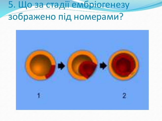 Позы моторного онтогенеза