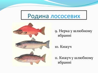 Родина лососевих
9. Нерка у шлюбному
вбранні
10. Кижуч
11. Кижуч у шлюбному
вбранні
 